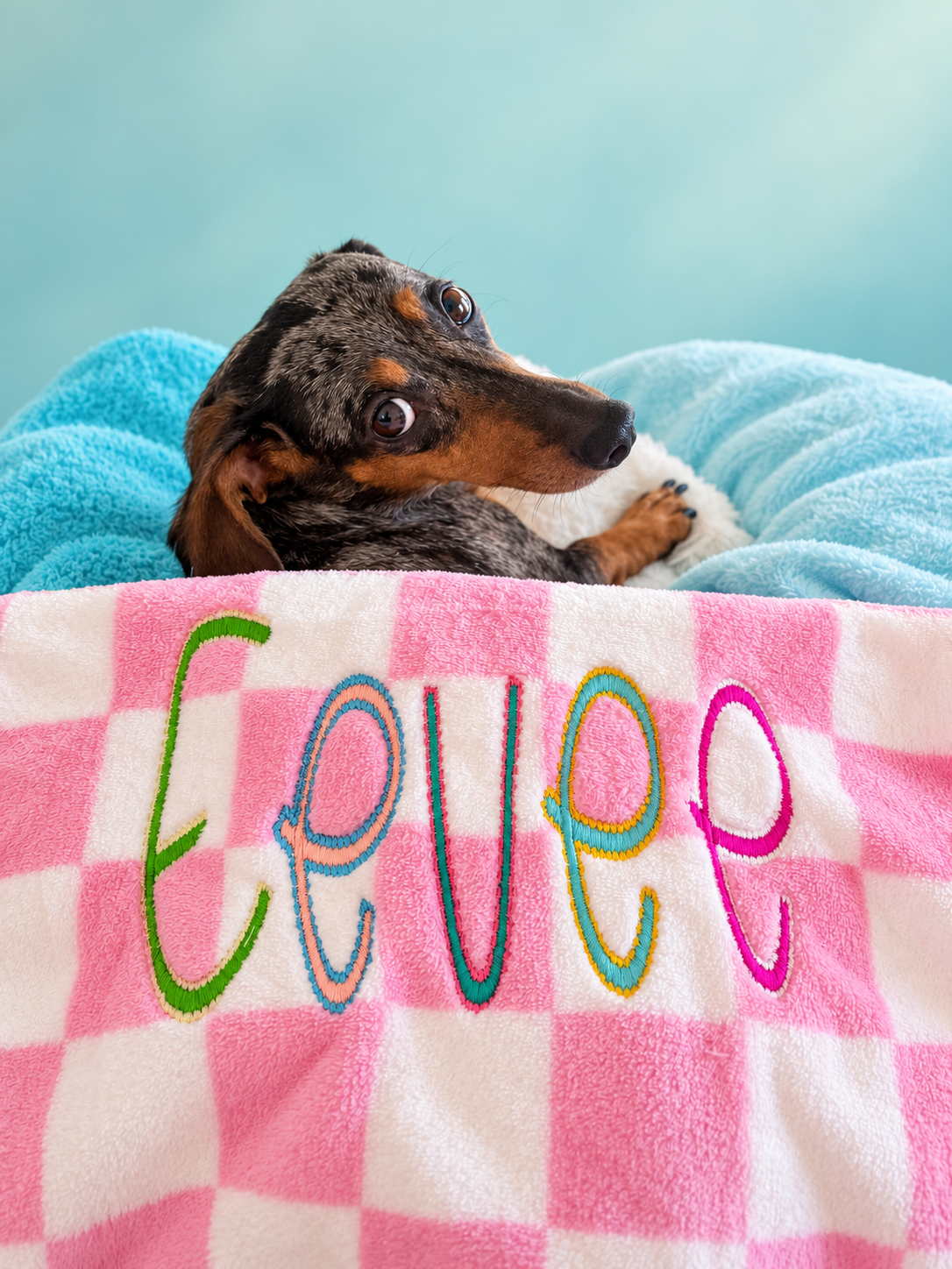 Eevee cuddled with her colorful embroidered pink checkerboard blanket